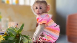 Baby Monkey Pika Is So Cute