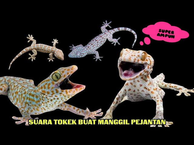 Suara tokek betina original || pemanggil tokek jantan class=