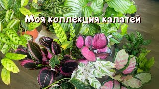 Моя коллекция калатей. Марантовые джунгли. Комнатные цветы.