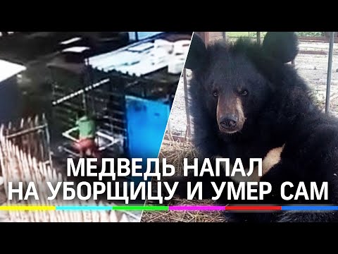 Медведь напал на уборщицу и умер сам. В зоопарке он прожил всего два года