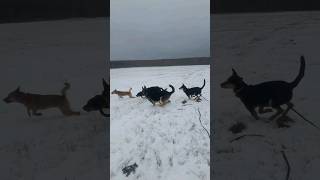 Собаки резвятся на свежевыпавшем снегу #собака #собаки #животные