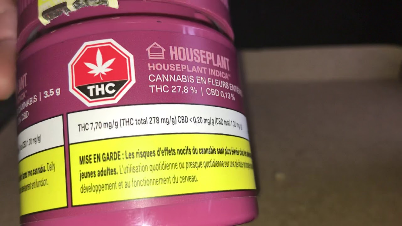 HOUSEPLANT Houseplant Indica