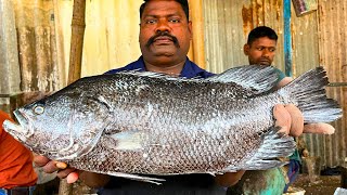 KASIMEDU 🔥 SPEED SELVAM | BLACK KODUVA FISH CUTTING VIDEO | IN KASIMEDU | FF CUTTING 🔪