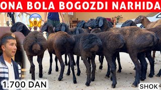 : 1.700 DAN ONA BOLA EGIZAKCHI BOGOZ QOYLAR KELDI SHOSHILING 