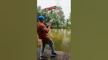 Câu Cá Tra Bò Bằng Cần Toro 🎣 CẦN TORO ĐẶC 2 KHÚC – GIÁ MỀM, XÀI SƯỚNG TAY #Shorts