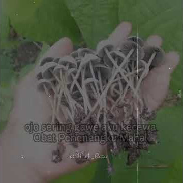 Story wa mahal obat penenang itu