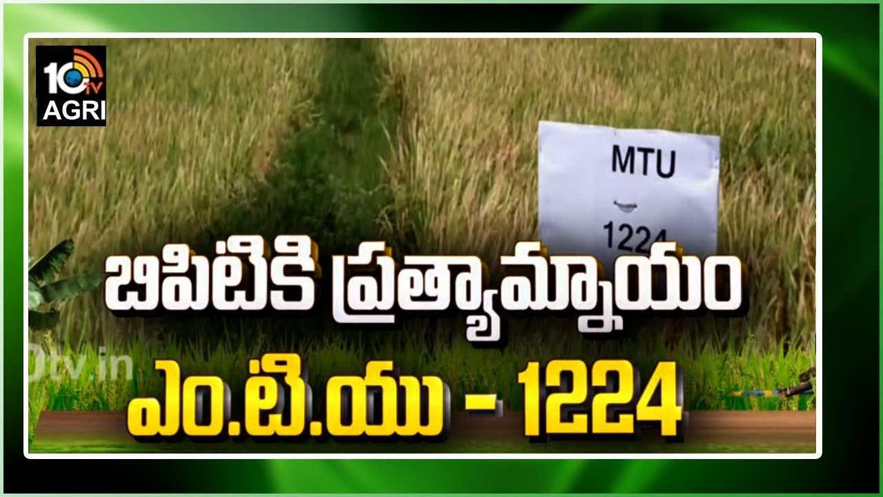 బిపిటికి ప్రత్యామ్నాయం ఎం.టి.యు - 1224 | Matti Manishi 10TV | 10TV Agri