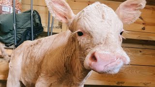 Baby Cow Born With a Cleft Lip Is Simply Perfect