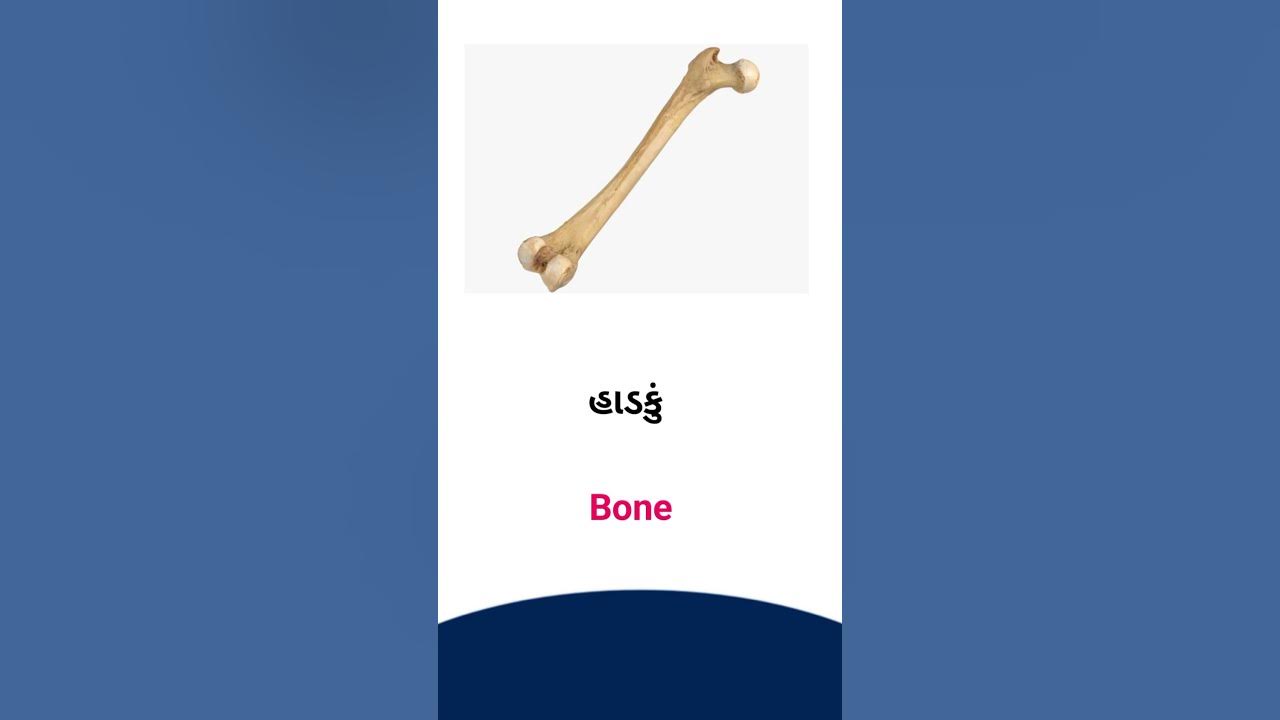 bone-meaning-in-gujarati-english-dictionary-youtube