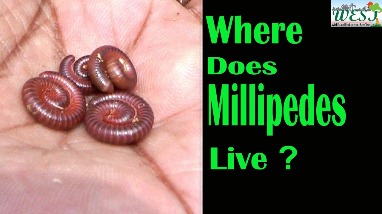 Where Does Millipedes Live: Top Habitats Revealed for Curious Minds