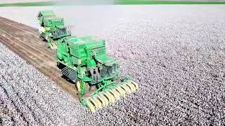 2018 cotton harvest