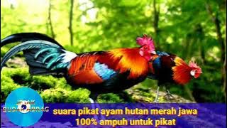 suara ayam hutan merah jawa jantan bekikuk/kasintu,cocok untuk berburu‼️‼️