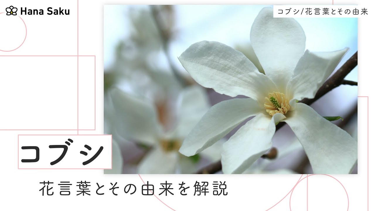 コブシ 辛夷 の花言葉 英語の意味や花言葉の由来 開花時期も紹介 Hanasaku