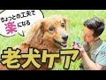 【6歳からシニア】動物病院に行かなくても解決⁉自宅でできる簡単シニア犬ケア〇選を獣医師が紹介！