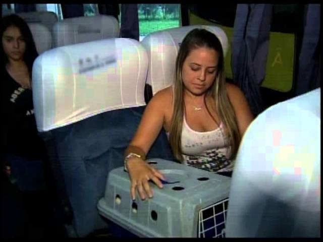 Quadro Seu Direito mostra como transportar animais de estimação - Repórter Brasil (noite) - YouTube