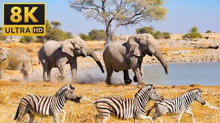 4K African Animals: Serengeti National Park, Tanzania - Scenic Wildlife Film With Calming Music by Relaxation Animals of Africa 4k 35 views 3 months ago 3 hours, 30 minutes
