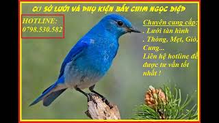 Tiếng bìm bịp mồi,tiếng bìm bịp mái gọi bạn tình mùa sinh sản