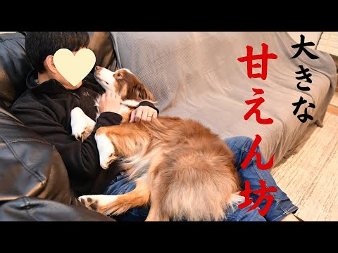 【甘える犬】いつまでも赤ちゃん！自分の体が大きい(25kg)ことに気づかず飼い主に甘えるオーストラリアンシェパード