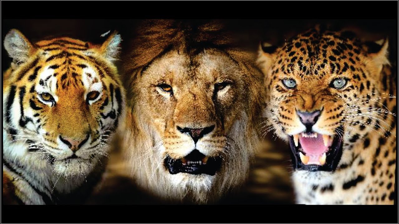 Top 5 maiores felinos do mundo felinos selvagens. YouTube Top 5 maiores felinos do mundo felinos selvagens. YouTube