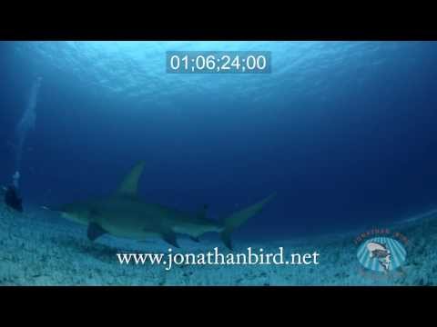 Great Hammerhead sharks