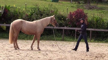 Clicker Training Part 3 - Stand still and relax