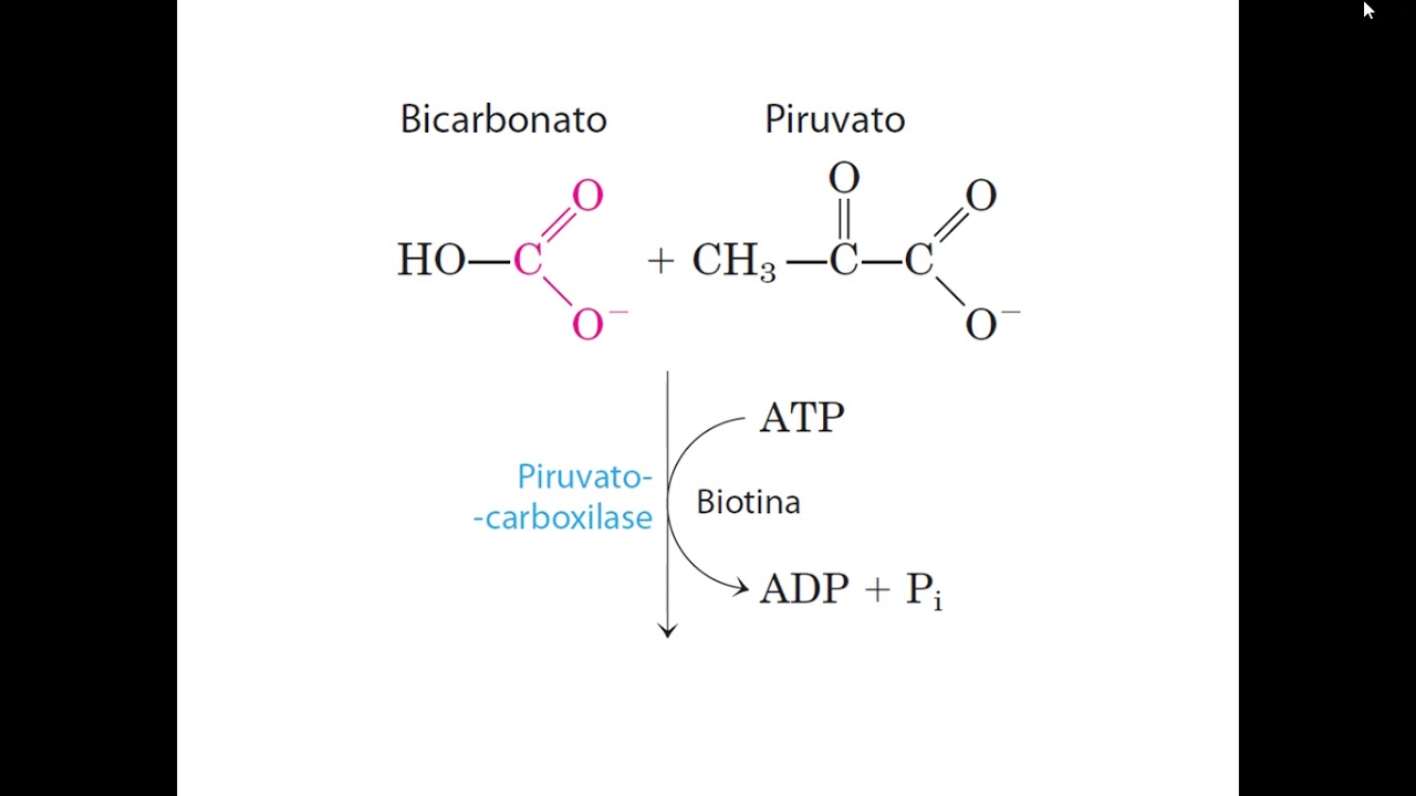 Aula 2 ACH5543 - Gicólise, Gliconeogênese e a Via das Pentoses-Fosfato  - Parte 2