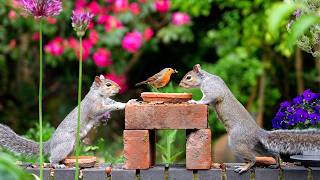 ๐ด CAT TV 24/7 โ๏ธ Glorious Summer Day for Birds & Squirrels ๐ฟ๏ธ Video for cats 4K HDR