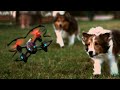 My Dogs Love Chasing Drones, Adorable! - GizmoSlip