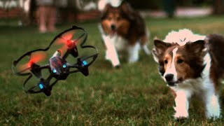 My Dogs Love Chasing Drones, Adorable!  GizmoSlip