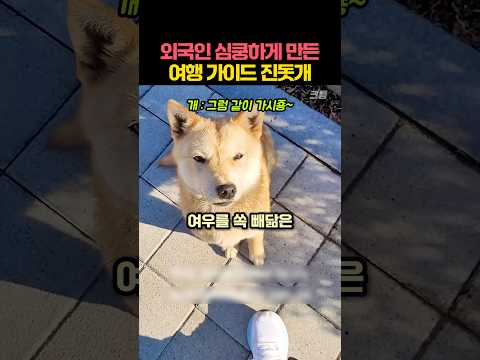 외국인 심쿵하게 만든 여행 가이드 <strong>진돗개</strong>