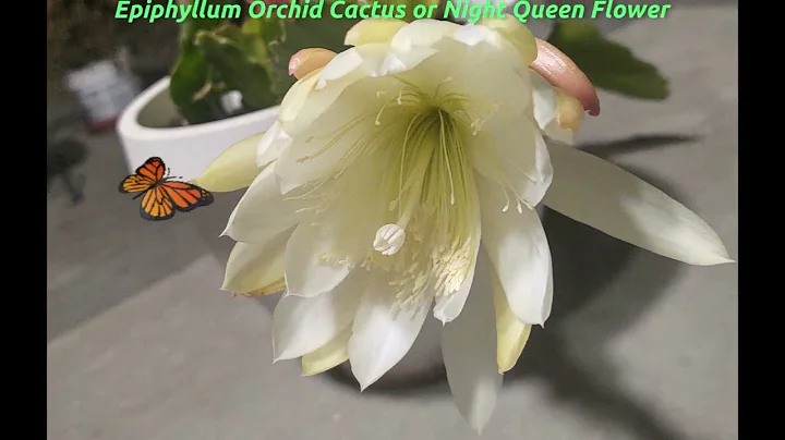 Pictures of Night Queen Flower Converted to Video