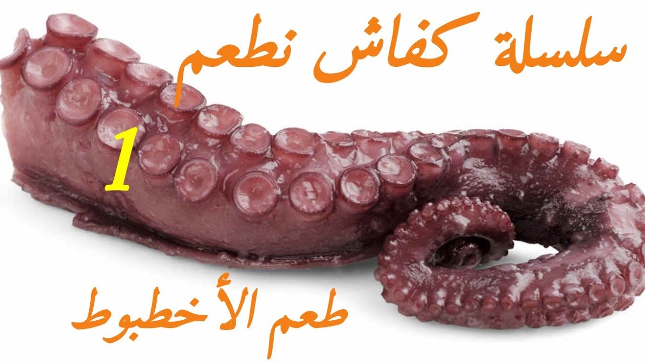 طريقة الرايس شعيبة في التطعيم بالأخطبوط أو الروطال زايز سلسلة الطعوم رقم 1