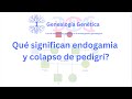 Qu significan endogamia y colapso de pedigr