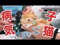 病気⁈耳の汚れが酷い子猫を病院に連れて行った結果…【短足マンチカン ひな子】