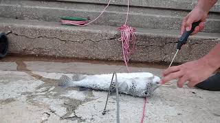 Pez Globo Espinoso Diodon Holocanthus