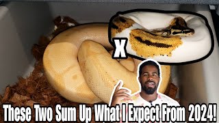 2024 Ball Python Breeding Season