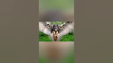 هجوم البومه Owl Attack 