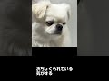 モコ13才祝い #Shorts #うさぎ #rabbit