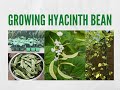 How to grow LOTS of Hyacinth Beans - 4K