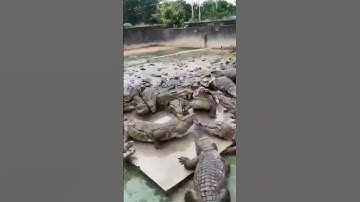 Crocodile eats bait #funny #animals #crocodile #eating #shorts