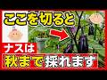 【ナス栽培】知らないと損!秋まで長~く収穫する最強の育て方♪更新剪定のやり方【初心者・プランター家庭菜園】