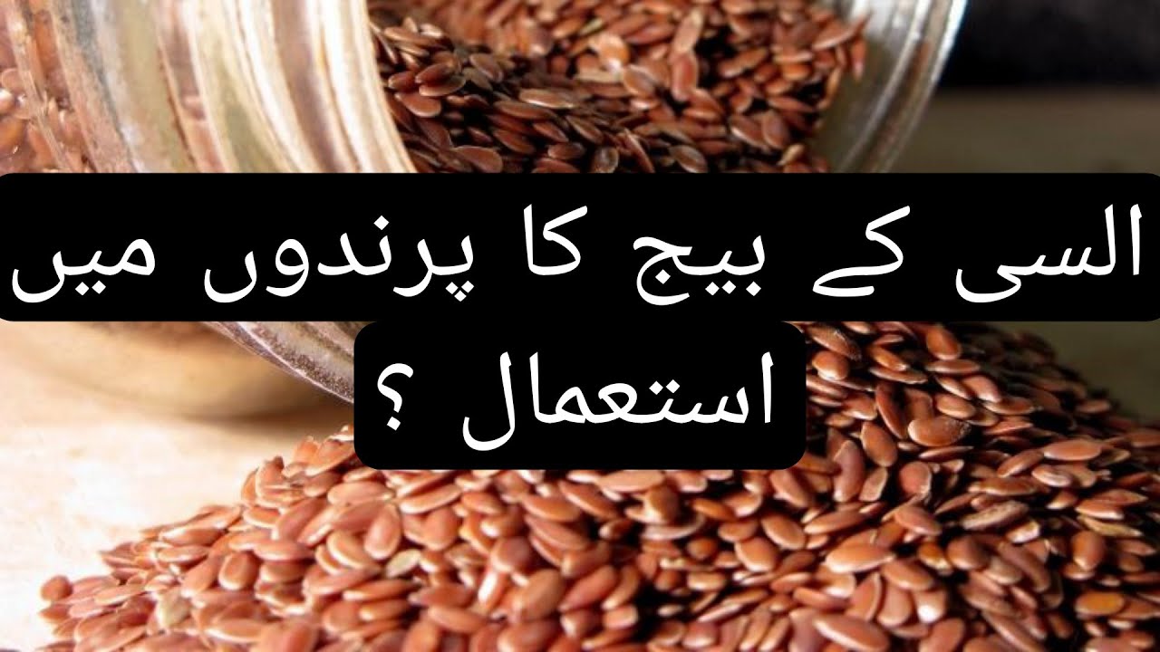 Uses of Alsi Seed(Flax seeds)for Birds YouTube