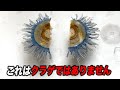 【衝撃注意】ギンカクラゲを半分に切ると起こる現象…