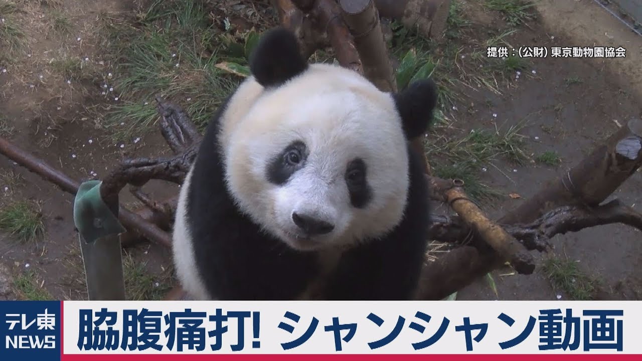 脇腹痛打! シャンシャン動画 - YouTube 