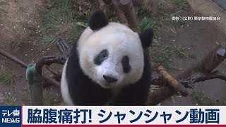 脇腹痛打! シャンシャン動画