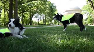 Border collies: A 'mouse trap' for geese on the National Mall
