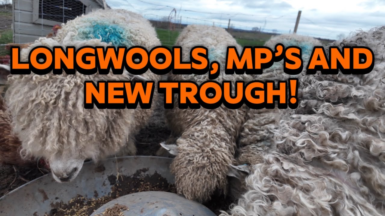 Troughs In, Pens Done & Budget Thoughts… Plus the Lincoln Longwools!