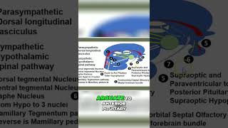 Brain Anatomy: Pathways from Arcuate to Pituitary #shorts