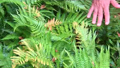Use ferns for groundcover