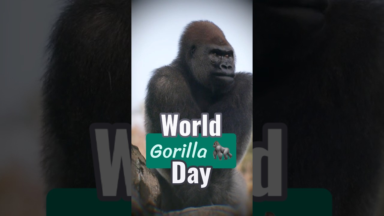 It's World Gorilla Day! 🦍 #AnimalKingdom #Gorilla